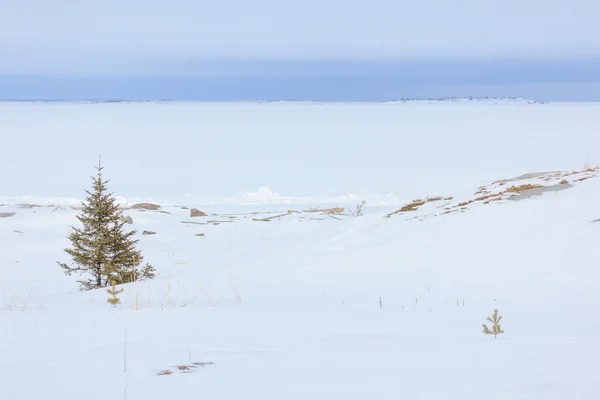 Sneeuw kust van de winter zee. Natuurlijke achtergrond — Stockfoto