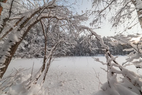 Talvi puu järvi — kuvapankkivalokuva