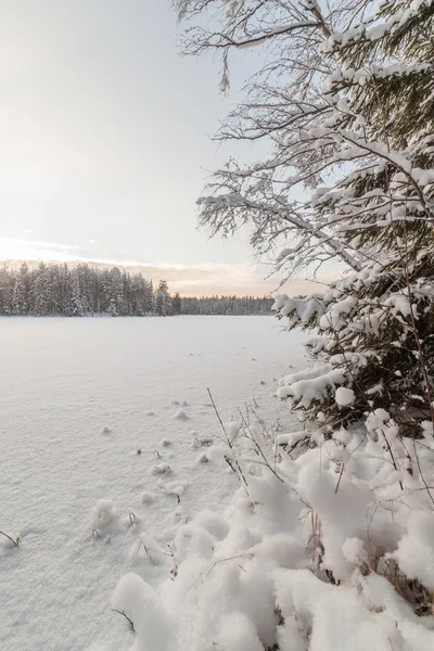 Zimní dřevo jezero — Stock fotografie