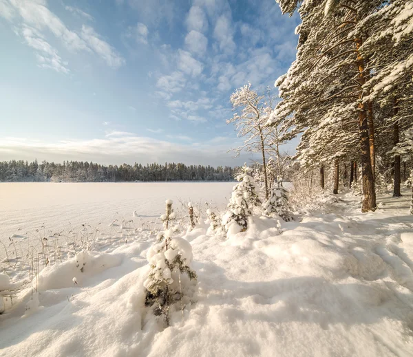 Zimní dřevo jezero — Stock fotografie