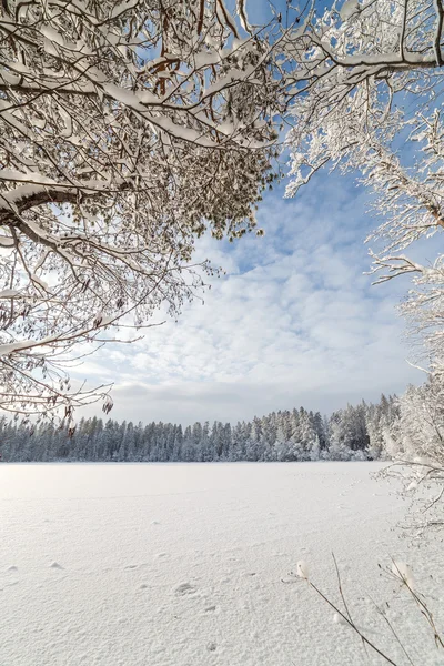 Lago di legno invernale — Foto Stock