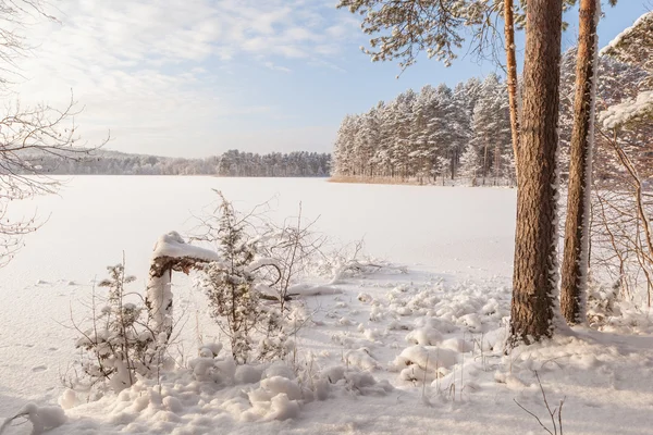 Zimní dřevo jezero — Stock fotografie