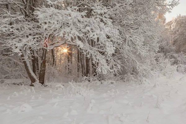 Kış karla kaplı ahşap. 