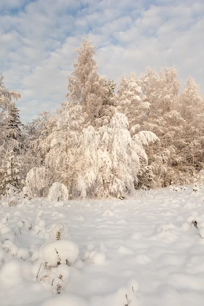 Inverno de madeira glade . — Fotografia de Stock