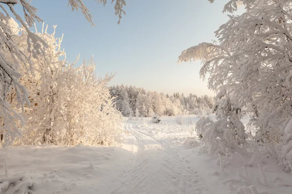 Winterliche Straße zu schneebedecktem Wald. Stockbild