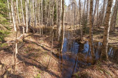 Bahar güneş ormanda. 