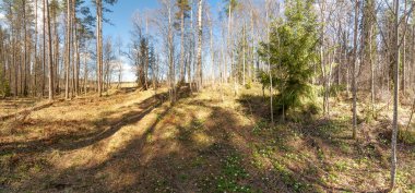 Bahar güneş ormanda. 