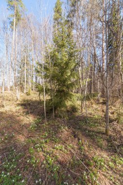 Bahar güneş ormanda. 