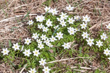 Bahar ormanda sallamak.