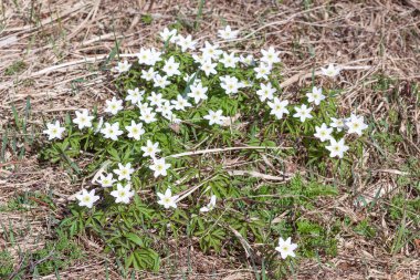 Bahar ormanda sallamak.