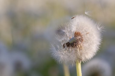 Tarlada karahindibalar.