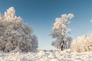 Ağaçları kış alanında. 
