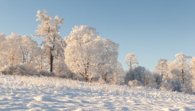 Ağaçları kış alanında. 