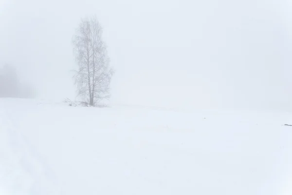 Ein Baum auf einem nebligen Winterfeld. — Stockfoto