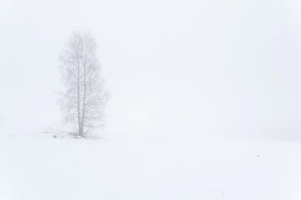 sisli kış alan bir ağaç.