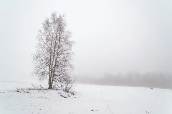 Uma árvore em um campo de inverno nebuloso . — Fotografia de Stock