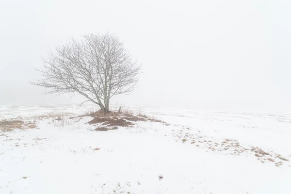 冬季多雾场的一棵树. — 图库照片