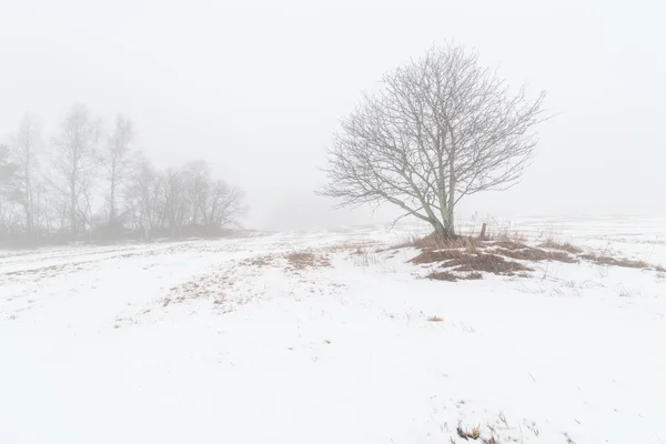 One tree on a foggy winter field. — Stock Photo, Image