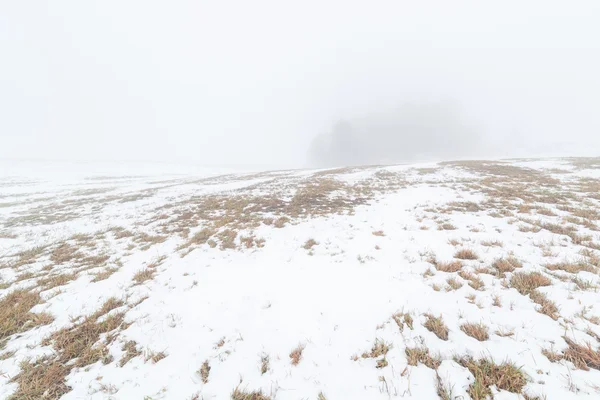 Ilha de madeira em um campo de inverno nebuloso . — Fotografia de Stock