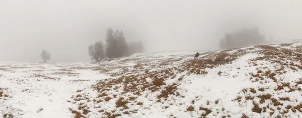 Isola di legno su un campo invernale nebbioso . — Foto Stock