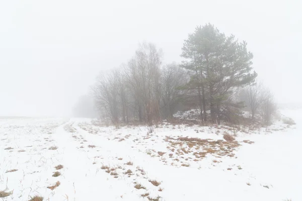 木岛上冬季多雾的字段. — 图库照片
