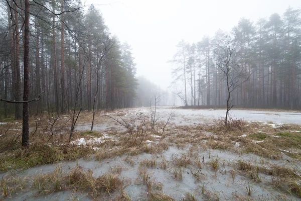 En el invierno inundado de niebla madera . —  Fotos de Stock