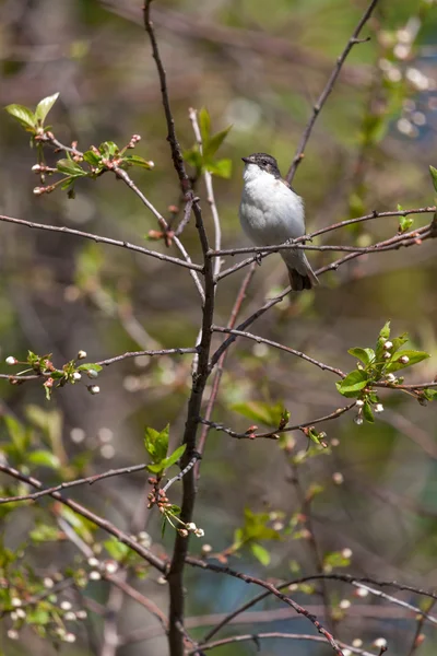 Flycatcher na větvích stromu na jaře — Stock fotografie