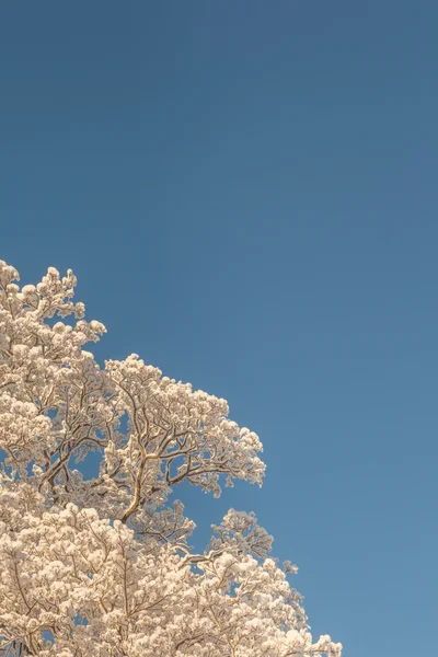 Cromos de inverno de árvores . — Fotografia de Stock