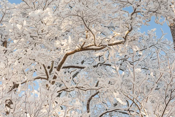 Cromos de inverno de árvores . — Fotografia de Stock