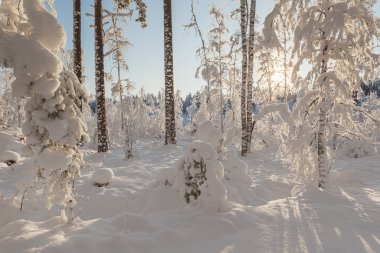 Kış karla kaplı ahşap. 