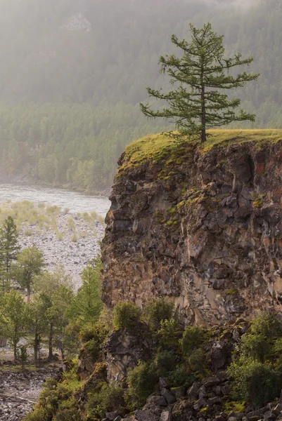 Lärche auf Felsen am Fluss. — Stockfoto