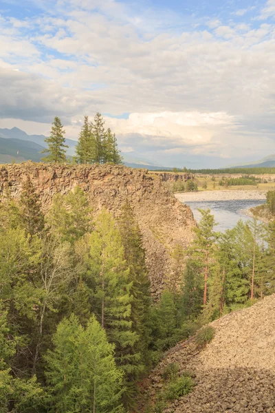 Arbres sur la rive abrupte de la rivière . — Photo