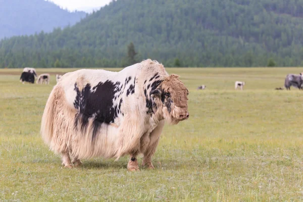 Bir dağ vadi sıyrılmak yak. 