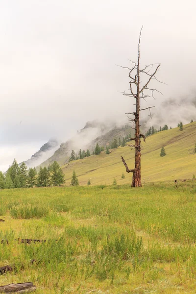 The dried up larch in mountains. — Stock Photo, Image