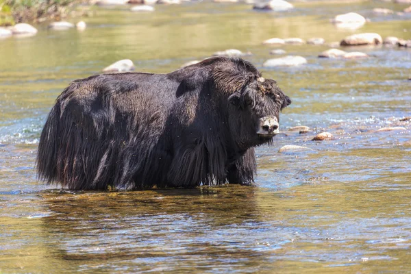 The yak in the mountain river. — Stock Photo, Image