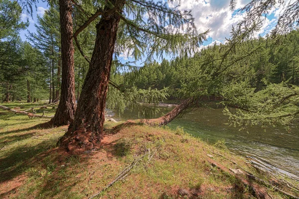 Lärche am Ufer des Gebirgsflusses. — Stockfoto