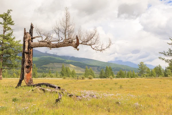 The dried up larch in mountains. — Stock Photo, Image