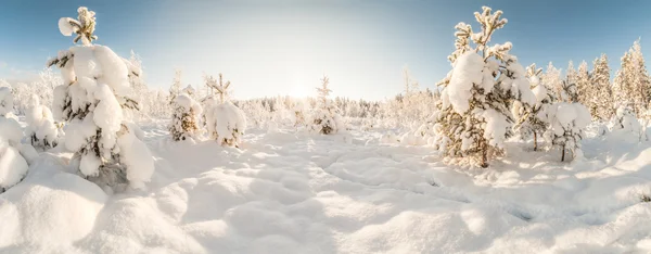 Winter sneeuw bedekte hout. — Stockfoto
