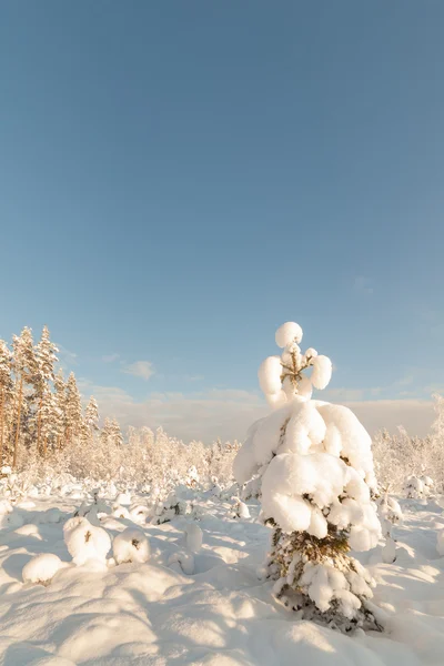 Зимнее заснеженное дерево . — стоковое фото