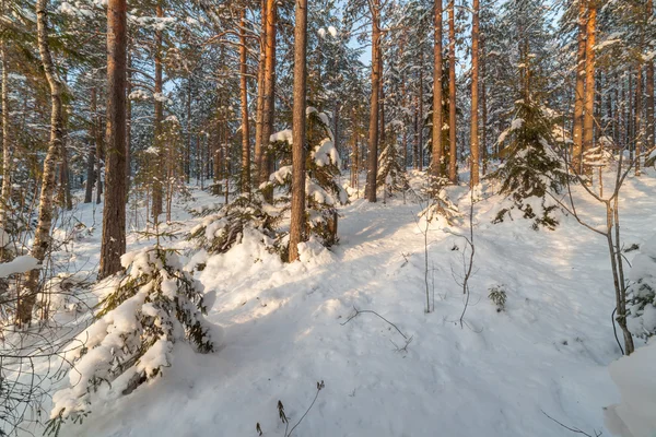 Kış karla kaplı ahşap. 