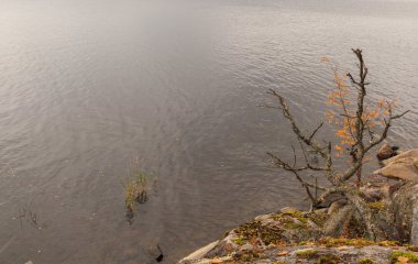 Kayalık sahil sonbahar ağacı