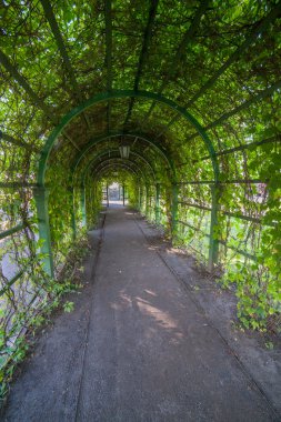 Bosquet. Hangi bitkiler ile büyüdü Galeri