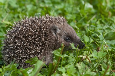 Small hedgehog creeping through a grass