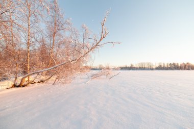 Ağaçlar donmuş kış Gölü kıyısında.