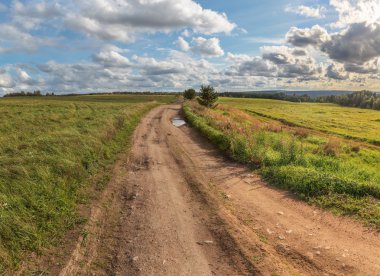bir ağaç eğik bir alanıyla sonbahar yolda