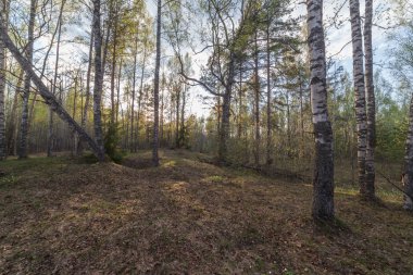 Bahar ormanda. bir bahar manzara