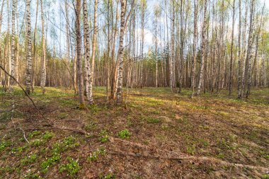 Bahar ormanda. bir bahar manzara