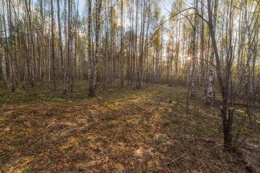 Bahar ormanda. bir bahar manzara