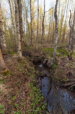 Bahar ormanda. bir bahar manzara