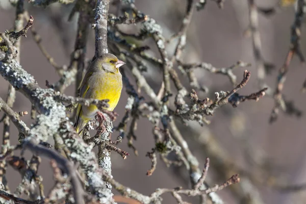 枝に greenfinch。春 — ストック写真